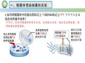 人教版高中生物必修二 3.1DNA是主要的遗传物质 第2课时 噬菌体侵染细菌的实验 课件