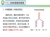 人教版高中生物必修二 3.3DNA的复制 课件
