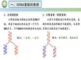 人教版高中生物必修二 3.3DNA的复制 课件