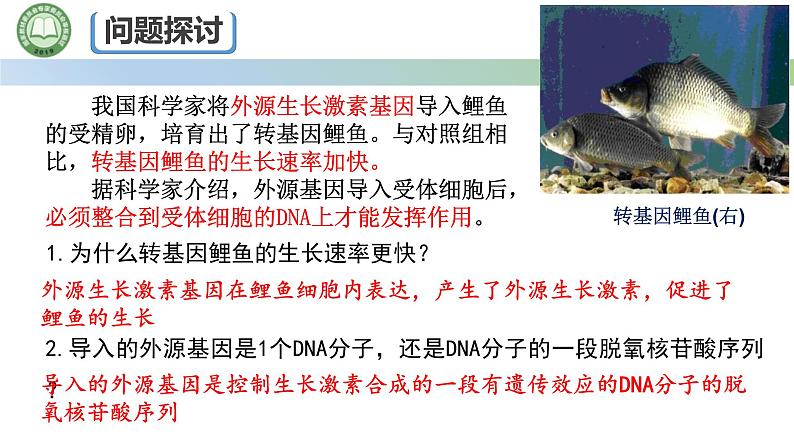 人教版高中生物必修二 3.4基因通常是有遗传效应的DNA片段 课件第2页