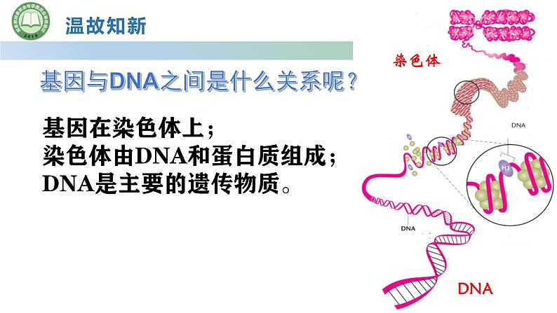 人教版高中生物必修二 3.4基因通常是有遗传效应的DNA片段 课件第3页