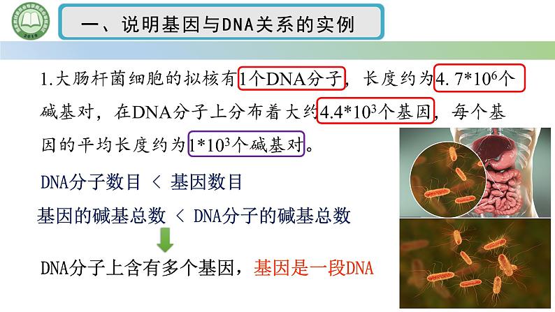 人教版高中生物必修二 3.4基因通常是有遗传效应的DNA片段 课件第4页