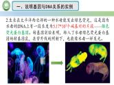 人教版高中生物必修二 3.4基因通常是有遗传效应的DNA片段 课件