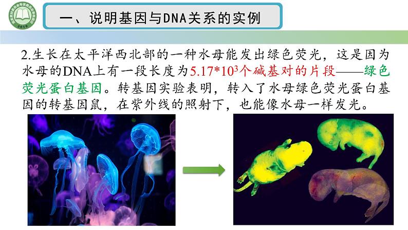 人教版高中生物必修二 3.4基因通常是有遗传效应的DNA片段 课件第5页