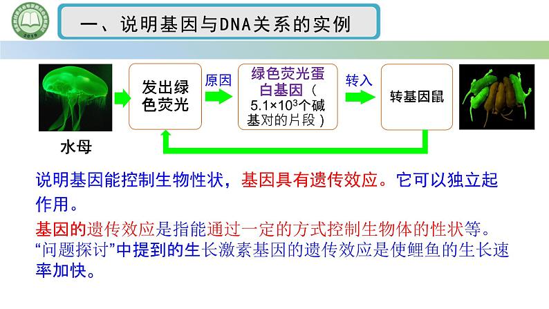 人教版高中生物必修二 3.4基因通常是有遗传效应的DNA片段 课件第6页