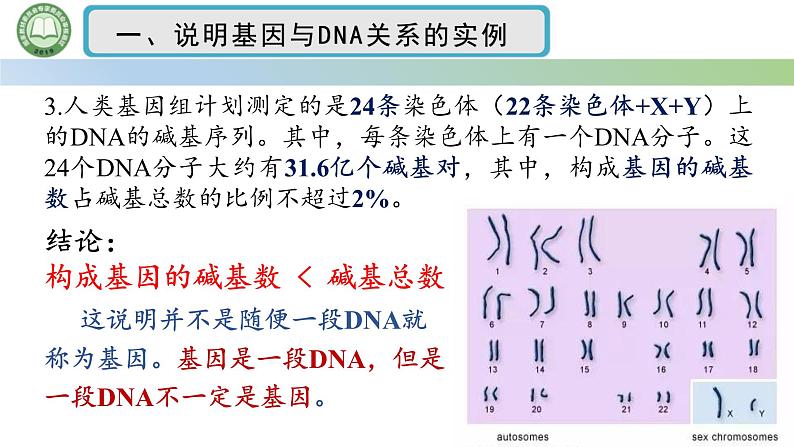 人教版高中生物必修二 3.4基因通常是有遗传效应的DNA片段 课件第7页