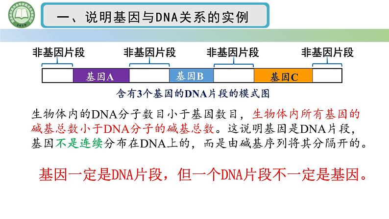 人教版高中生物必修二 3.4基因通常是有遗传效应的DNA片段 课件第8页