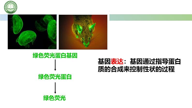 人教版高中生物必修二 4.1基因指导蛋白质的合成 第1课时   遗传信息的转录 课件第3页