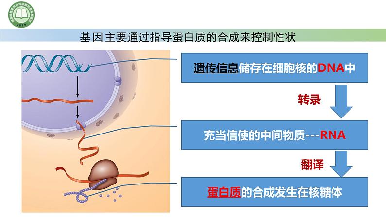 人教版高中生物必修二 4.1基因指导蛋白质的合成 第1课时   遗传信息的转录 课件第4页