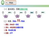 人教版高中生物必修二 4.1基因指导蛋白质的合成 第1课时   遗传信息的转录 课件