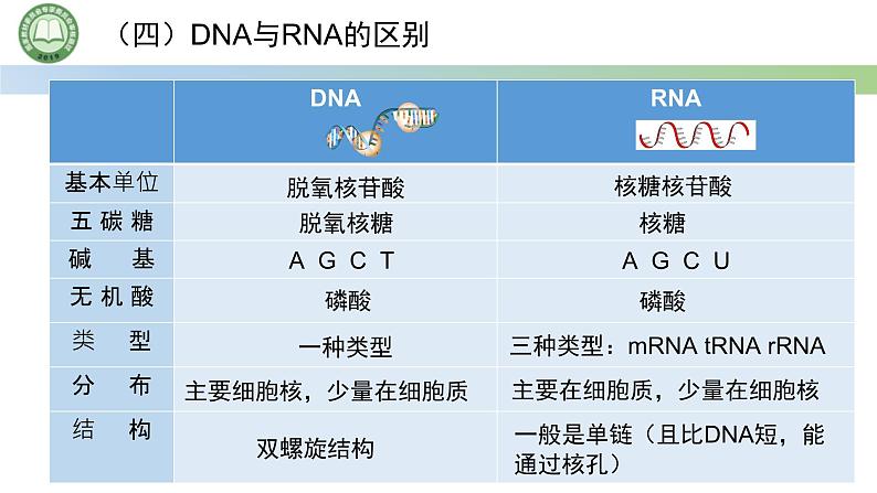 人教版高中生物必修二 4.1基因指导蛋白质的合成 第1课时   遗传信息的转录 课件第7页