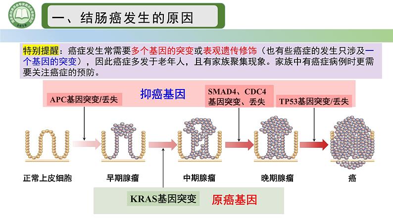 人教版高中生物必修二 5.1基因突变和基因重组 第2课时  细胞癌变基因突变 课件第4页