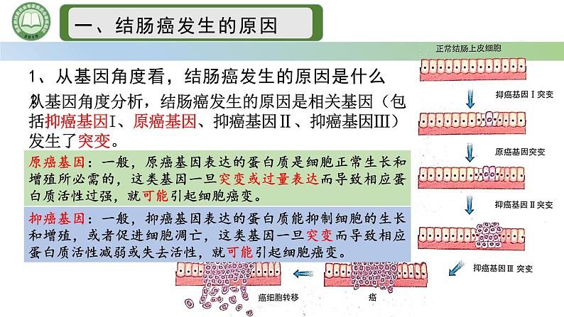 人教版高中生物必修二 5.1基因突变和基因重组 第2课时  细胞癌变基因突变 课件第5页
