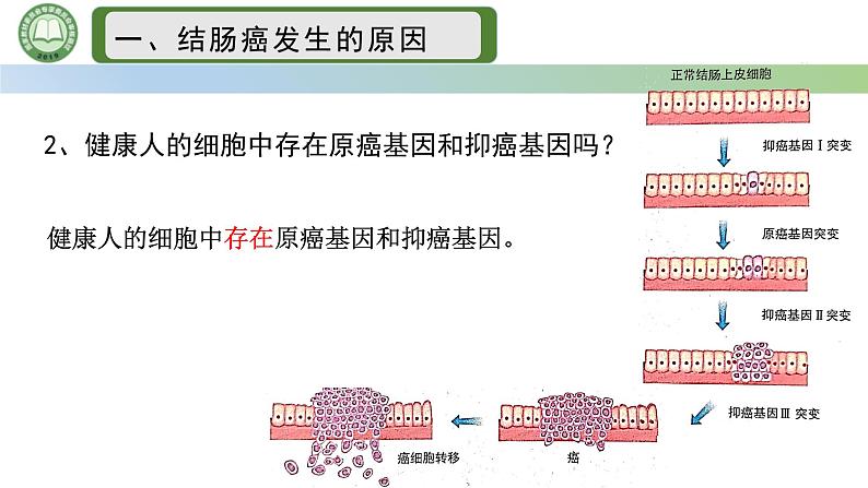 人教版高中生物必修二 5.1基因突变和基因重组 第2课时  细胞癌变基因突变 课件第6页