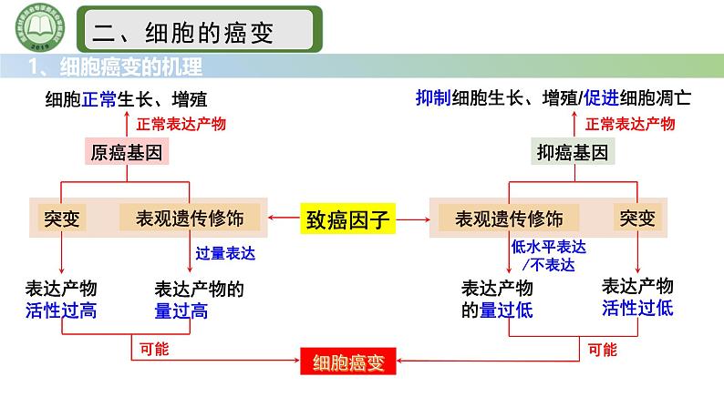 人教版高中生物必修二 5.1基因突变和基因重组 第2课时  细胞癌变基因突变 课件第7页