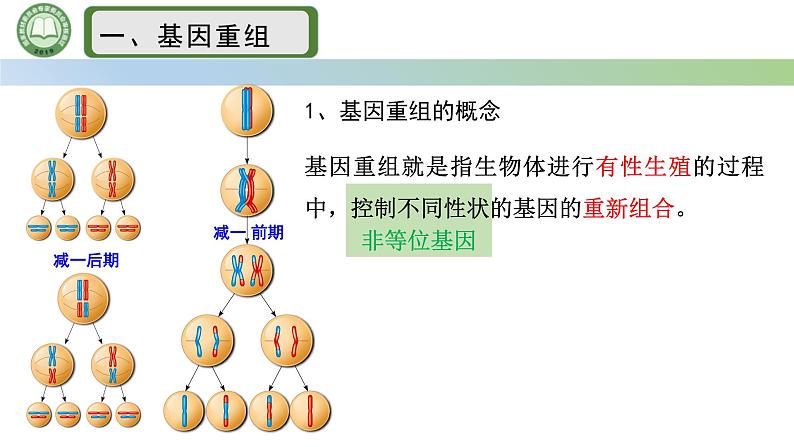 人教版高中生物必修二 5.1基因突变和基因重组 第3课时  基因重组 课件第3页