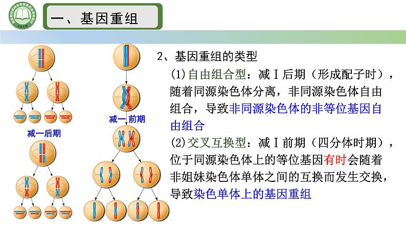 人教版高中生物必修二 5.1基因突变和基因重组 第3课时  基因重组 课件第4页