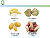 人教版高中生物必修二 5.2染色体变异 第1课时  染色体数目的变异 课件