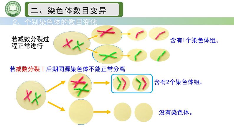 人教版高中生物必修二 5.2染色体变异 第1课时  染色体数目的变异 课件第7页