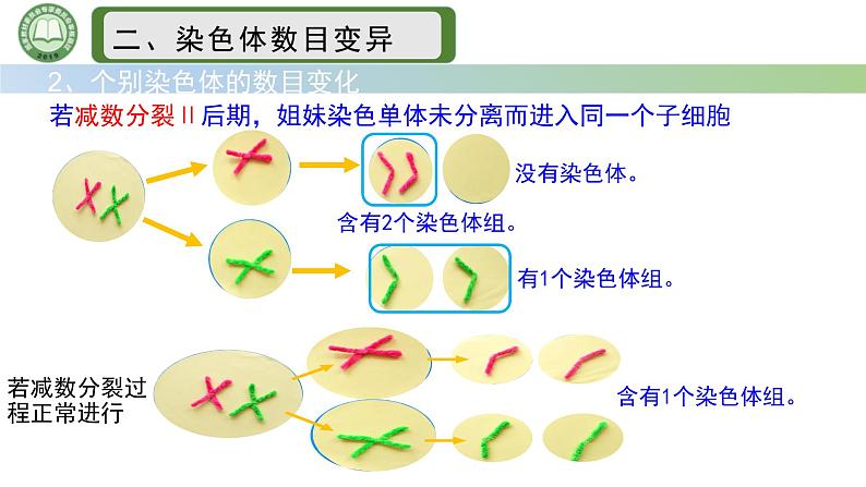 人教版高中生物必修二 5.2染色体变异 第1课时  染色体数目的变异 课件第8页