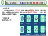 人教版高中生物必修二 5.2染色体变异 第2课时  人工诱导多倍体的方法 课件