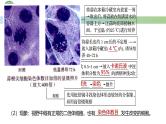 人教版高中生物必修二 5.2染色体变异 第2课时  人工诱导多倍体的方法 课件