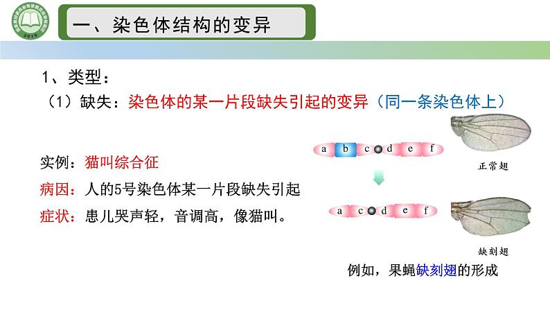 人教版高中生物必修二 5.2染色体变异 第3课时  染色体结构的变异 课件第3页