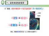 人教版高中生物必修二 5.2染色体变异 第3课时  染色体结构的变异 课件