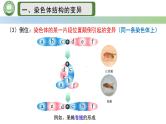 人教版高中生物必修二 5.2染色体变异 第3课时  染色体结构的变异 课件