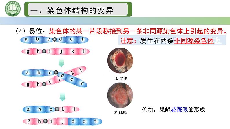 人教版高中生物必修二 5.2染色体变异 第3课时  染色体结构的变异 课件第6页