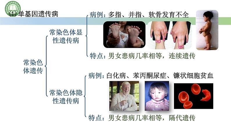 人教版高中生物必修二 5.3人类遗传病 课件第6页