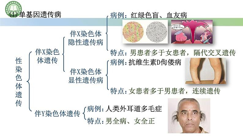 人教版高中生物必修二 5.3人类遗传病 课件第7页