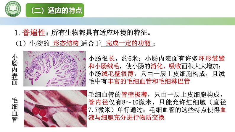 人教版高中生物必修二 6.2自然选择与适应的形成 课件第4页