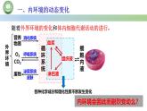 生物人教版（2019）选择性必修1  1.2内环境的稳态 第1课时 内环境的动态变化 课件