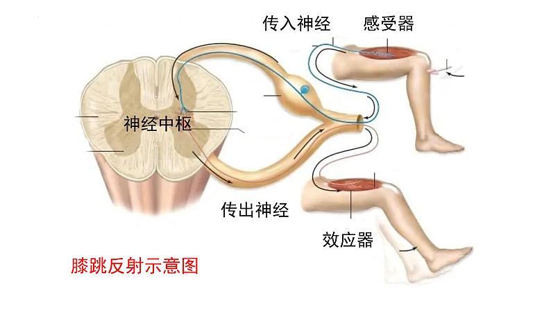 生物人教版（2019）选择性必修1  2.2神经调节的基本方式 第1课时 反射与反射弧课件第1页