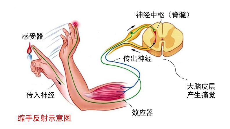 生物人教版（2019）选择性必修1  2.2神经调节的基本方式 第1课时 反射与反射弧课件第2页