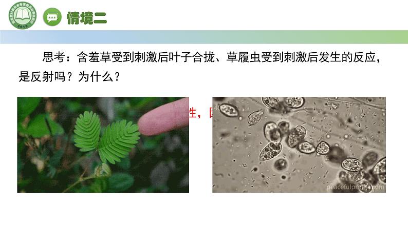 生物人教版（2019）选择性必修1  2.2神经调节的基本方式 第1课时 反射与反射弧课件第8页