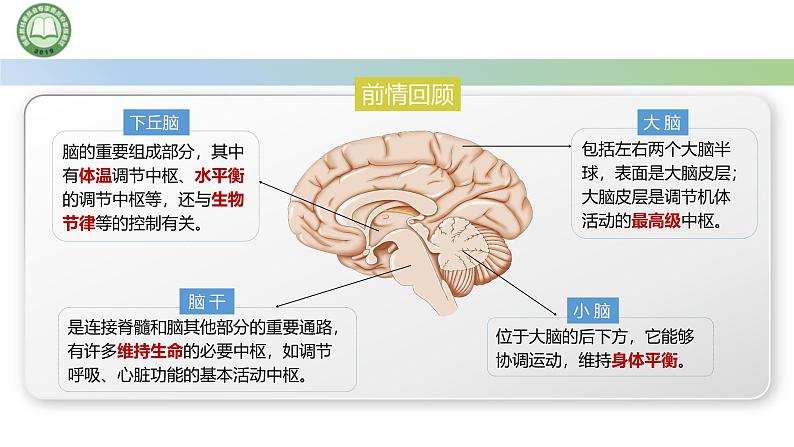 生物人教版（2019）选择性必修1  2.4神经系统的分级调节 第1课时 神经系统对躯体运动的分级调节课件第1页