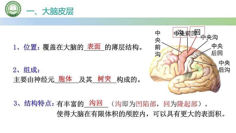 生物人教版（2019）选择性必修1  2.4神经系统的分级调节 第1课时 神经系统对躯体运动的分级调节课件第6页