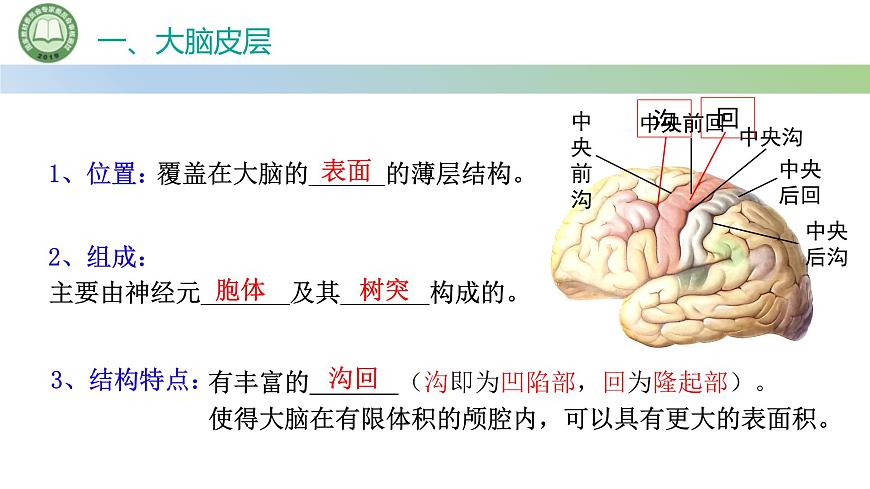 生物人教版（2019）选择性必修1  2.4神经系统的分级调节 第1课时 神经系统对躯体运动的分级调节课件第6页