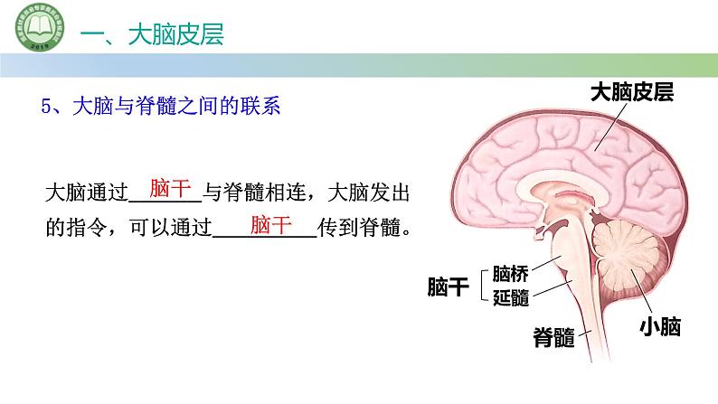 生物人教版（2019）选择性必修1  2.4神经系统的分级调节 第1课时 神经系统对躯体运动的分级调节课件第8页