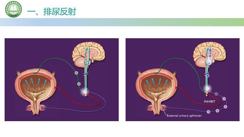 生物人教版（2019）选择性必修1  2.4神经系统的分级调节 第2课时 神经系统对内脏活动的分级调节课件第3页