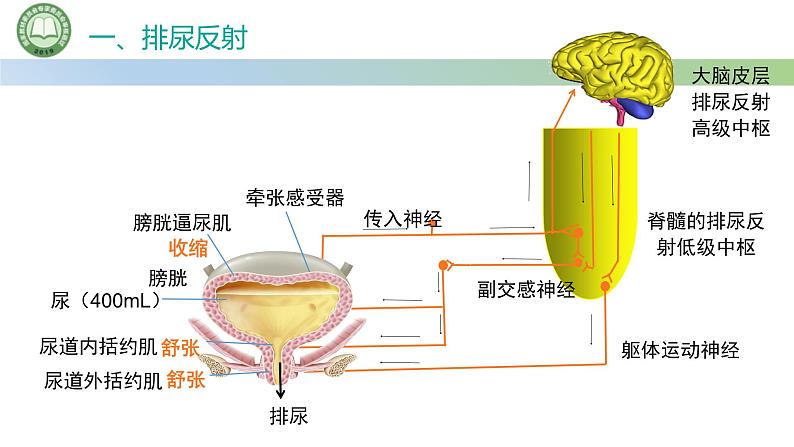 生物人教版（2019）选择性必修1  2.4神经系统的分级调节 第2课时 神经系统对内脏活动的分级调节课件第5页