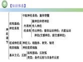 生物人教版（2019）选择性必修1  第2章 神经调节总结复习与习题讲解课件