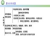 生物人教版（2019）选择性必修1  第2章 神经调节总结复习与习题讲解课件