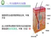 生物人教版（2019）选择性必修1  3.1激素与内分泌系统  第1课时 激素的发现及研究实例课件