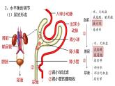 生物人教版（2019）选择性必修1  3.3体液调节与神经调节的关系第2课时水和无机盐平衡的调节课件