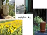 生物人教版（2019）选择性必修1  5.1植物生长素 第1课时 生长素的发现过程（一）课件