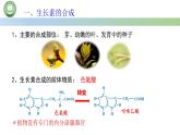 生物人教版（2019）选择性必修1  5.1植物生长素 第3课时 生长素的合成、运输与分布课件