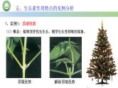 生物人教版（2019）选择性必修1  5.1植物生长素 第5课时 生长素作用特点的实例分析课件